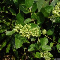 Premna serratifolia L.